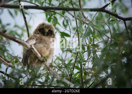 Scena faunistica con bellissimo piccolo gufo di civetta dalle orecchie lunghe sullo sfondo naturale delle foglie verdi Foto Stock