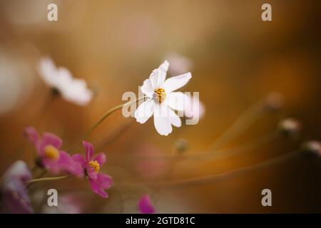 Fiori bianchi e rosa di cosmeta con petali delicati sbocciano su steli sottili, sbiadendo in autunno. Natura e fiori. Foto Stock