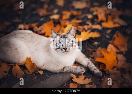 Un grazioso gatto tabby thailandese con occhi blu si trova a terra tra le foglie di acero rosso caduto e guarda in su in sorpresa. Un animale domestico in una passeggiata in un giorno di settembre Foto Stock