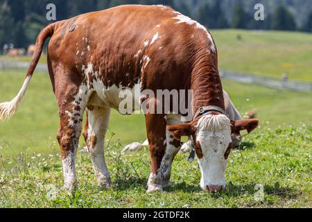 Bovini da latte fotografati nei pascoli montani delle Alpi italiane Foto Stock