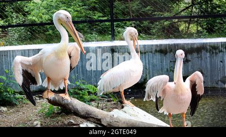 Tre uccelli pellicani si trovano nel bosco Foto Stock