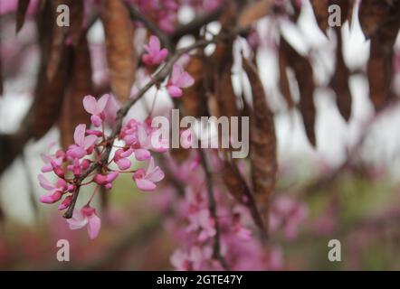 Texas Redbud albero Cercis canadensis poco profondo DOF Foto Stock