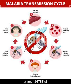 Infografica informativa sul ciclo di trasmissione della malaria Illustrazione Vettoriale