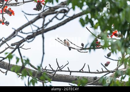 Sibia Rufous su un albero Semale in Sidhpur, Himachal Pradesh, India Foto Stock