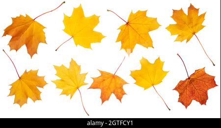 Collezione di foglie autunnali su sfondo bianco. Con ombre, tracciato di ritaglio per isolamento senza ombre su bianco Foto Stock