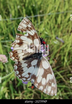 Farfalla bianca marmorizzata (Melanargia galatea) e falene burnett a sei punti che si nutrono di scabbie Foto Stock