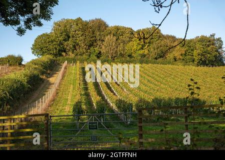 Hampshire, Inghilterra, Regno Unito. 2021. Vitigni che crescono su una collina rivolta a sud in Hampshire, Inghilterra meridionale, Regno Unito Foto Stock