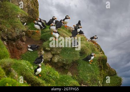 Enormi colonie di pulcinelle atlantiche che si incrociano sulle scogliere dell'isola di Mykines, Isole Faroe Foto Stock