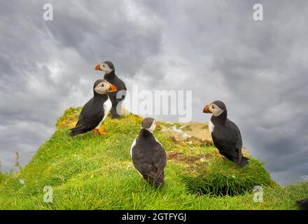 Enormi colonie di pulcinelle atlantiche che si incrociano sulle scogliere dell'isola di Mykines, Isole Faroe Foto Stock