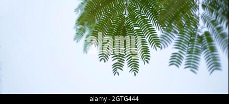 Rami verdi con foglie su sfondo di cielo blu. Banner. Cornice per il testo. Foto Stock