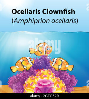 Ocellaris clownfish card concetto Illustrazione Vettoriale