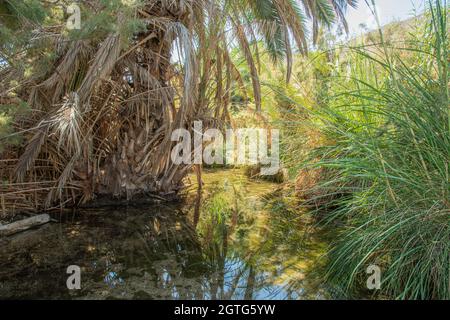 Un'oasi vicino al Mar Morto. Una riserva naturale tropicale nel deserto. Einot Tsukim, Ein Feshkha. Foto di alta qualità Foto Stock