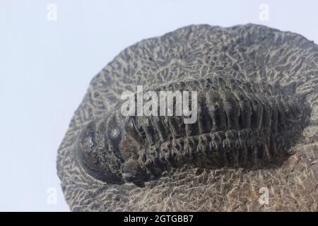 Fossile di creatura marina preistorica trilobita Foto Stock