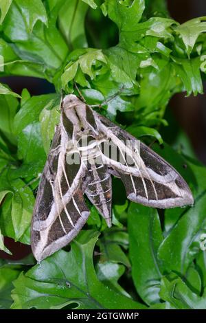 Vine Sphinx Moth o falco-moth (Eumorfa vitis) su foglie verdi, Galveston, Texas, USA. Foto Stock