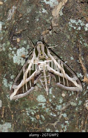 Vine Sphinx Moth o falco-moth (Eumorfa vitis) su corteccia di albero, Galveston, Texas, USA. Foto Stock