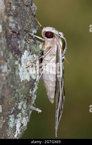 Vine Sphinx Moth o Hawk-Moth (Eumorfa vitis) vista laterale, Texas, Stati Uniti. Foto Stock