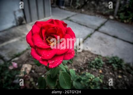 Una sola rosa rossa dopo la pioggia Foto Stock