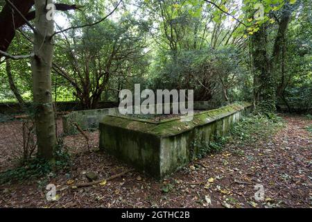 Giardini di Baron Hill rovinato palazzo a Beaumaris, Anglesey, Galles del Nord Regno Unito Foto Stock