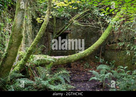 Baron Hill rovinato palazzo a Beaumaris, Anglesey, Galles del Nord Regno Unito Foto Stock