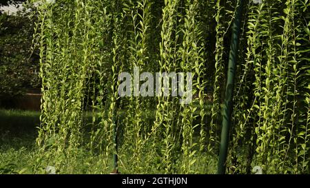 Belle viti a camici lunghi è un ambiente naturale molto bello Foto Stock