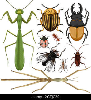 Set di insetti diversi su sfondo bianco Illustrazione Vettoriale