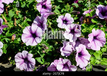 Grande gruppo di vividi fiori di Petunia axillaris viola e bianco e foglie verdi in un vaso giardino in una giornata estiva soleggiata Foto Stock