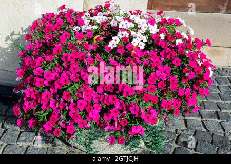 Grande gruppo di vividi fiori rosa Petunia axillaris e foglie verdi in un vaso giardino in una giornata estiva soleggiata Foto Stock
