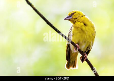 Uccello tessitore femminile a testa nera, ploceus melanocephalus, arroccato su un ramo, con morbido sfondo estivo Foto Stock