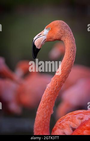 Caraibi Flamingo (Phoenicopterus ruber) Foto Stock