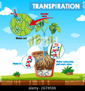 Diagramma che mostra la traspirazione in pianta Illustrazione Vettoriale
