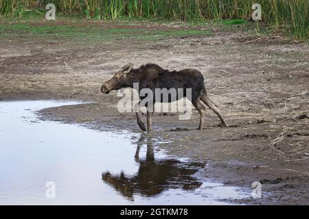 Un'alce femminile si trova in un piccolo stagno che si asciuga al Turnbull Wildlife Refuge vicino a Cheney, Washington. Foto Stock