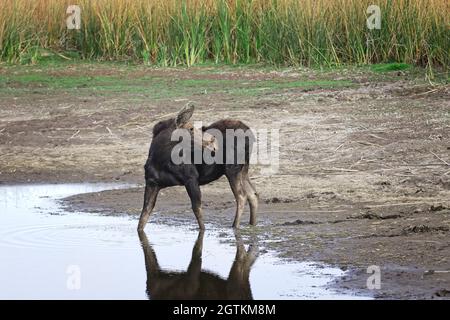 Un'alce femminile si trova in un piccolo stagno che si asciuga al Turnbull Wildlife Refuge vicino a Cheney, Washington. Foto Stock