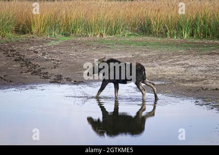 Un'alce femminile si trova in un piccolo stagno che si asciuga al Turnbull Wildlife Refuge vicino a Cheney, Washington. Foto Stock