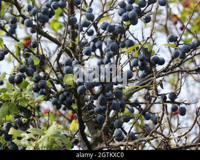 Mature Blue Sloes Hanging in UN Bush lento, autunno Foto Stock