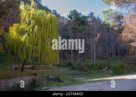 Piangendo soffice di foglie verdi giallastre in autunno nella Sierra di Huetor vicino a Fuente la Teja Foto Stock