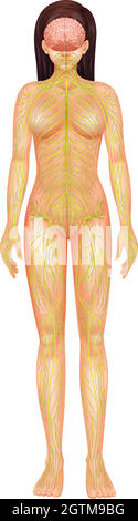 Sistema nervoso umano Illustrazione Vettoriale
