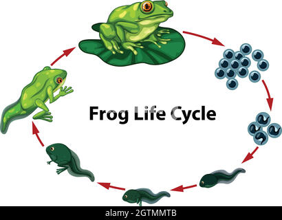 Diagramma del ciclo di vita della rana Illustrazione Vettoriale