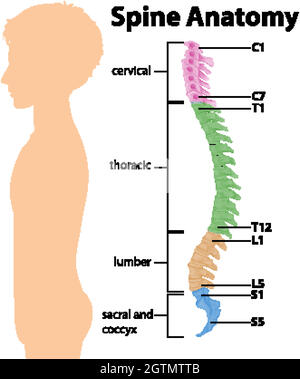 Infografica sull'anatomia della colonna vertebrale o delle curve spinali Illustrazione Vettoriale