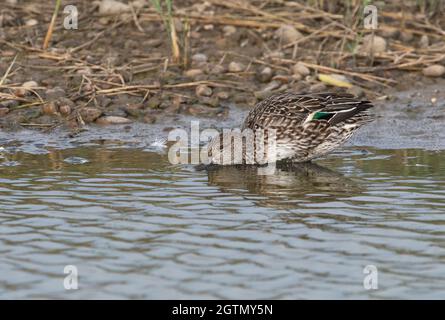 Comune o Eurasian Teal (Anas crecca) femmina dabbling per il cibo in acque poco profonde. Lo speculum verde chiaro è chiaramente visibile Foto Stock