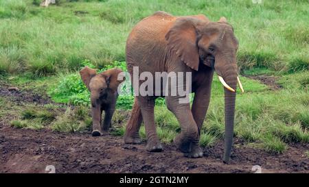 Un giovane vitello segue una grossa mucca di elefanti al pozzo Ark nel Parco Nazionale di Aberdare in Kenya Foto Stock