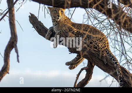 un leopardo alto su un tosse di un albero nel Parco Nazionale di Samburu in Kenya. Foto Stock