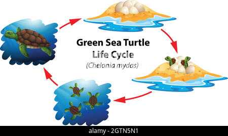 Ciclo di vita delle tartarughe marine verdi Illustrazione Vettoriale