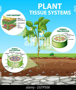 Diagramma che mostra i sistemi dei tessuti delle piante Illustrazione Vettoriale
