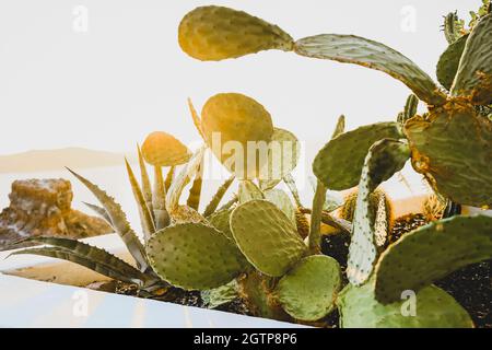 Succulenta pianta di cactus in aiuola, primo piano al tramonto a Santorini Foto Stock