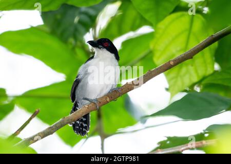 Un grande Antshrike (Taraba maggiore) con il suo occhio rosso che si aggirava in un albero nella foresta pluviale. Foto Stock