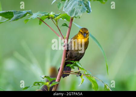 Una femmina Blackbird con cappuccio giallo (Chrysomus icterocephalus) che si aggira in un cespuglio con un campo sfocato sullo sfondo. Foto Stock