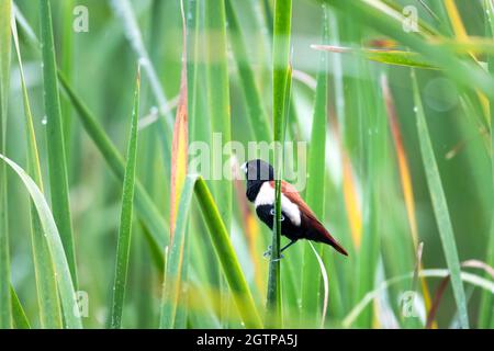 Una Munia tricolorata che si trova in erba alta in una palude. Uccello in un campo. Uccello tropicale in ambiente naturale. Categoria animali Foto Stock