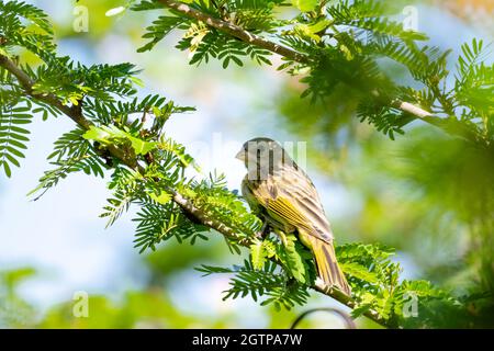 Finch Saffron femminile, flaveola Sicalis, che si aggira in un albero di Calliandra con uno sfondo sfocato nella Valle dell'Arima, Trinidad. Foto Stock