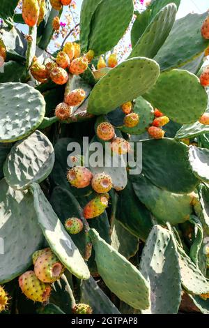 Sfondo di Prickly Pars cactus frutti. Sfondo della natura Foto Stock