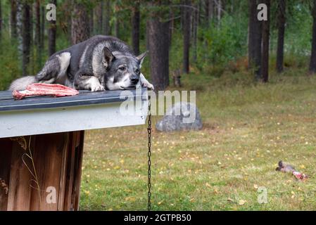 Razza tipica di cane per la caccia alce un Jamthund che prende riposo sul tetto della doghouse, foto dal Vasternorrland svezia. Foto Stock